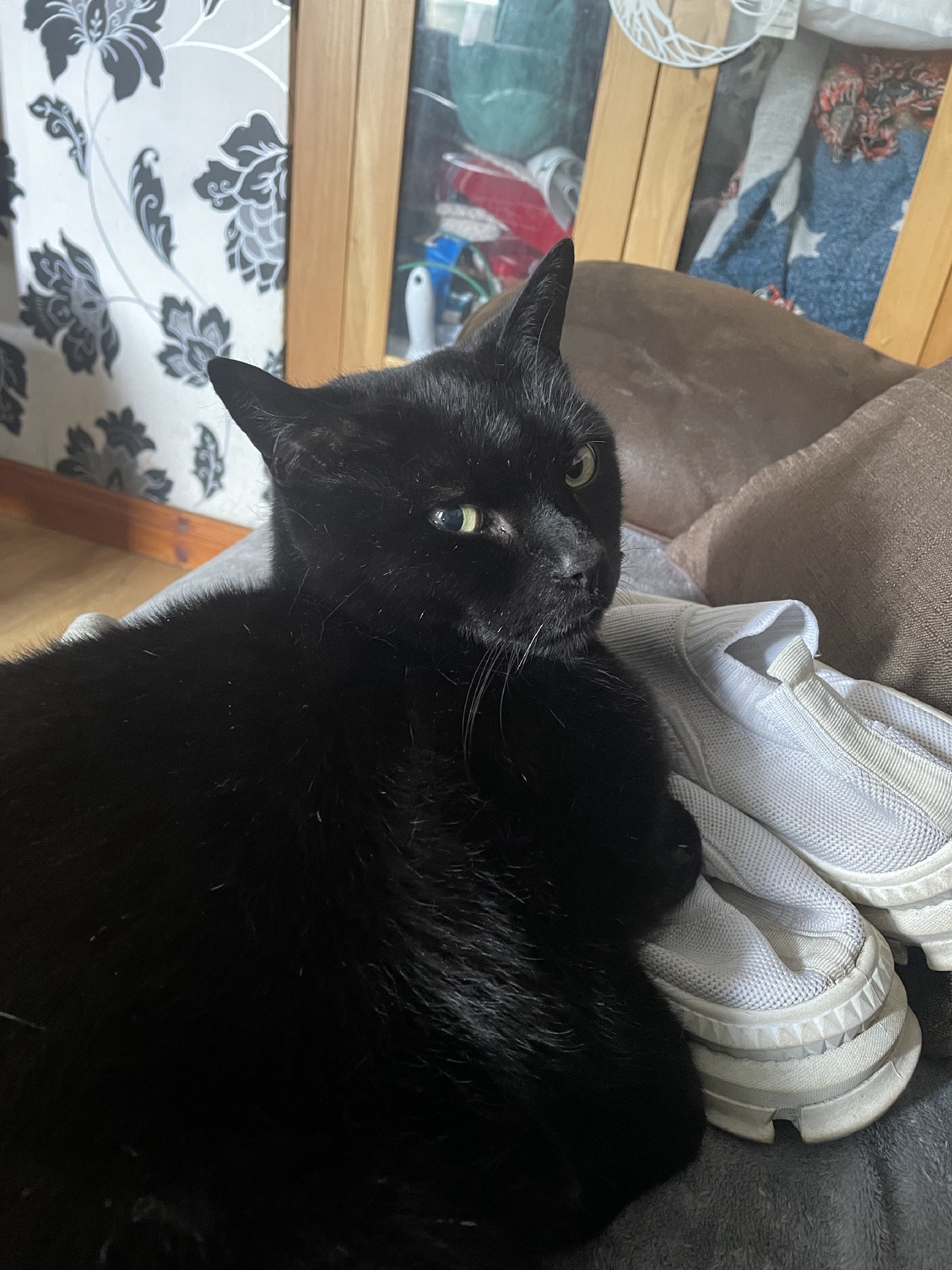 CatsCatsCats post media
